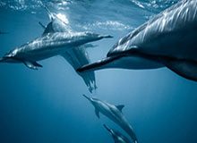 星空体育官网：在星海中追逐极致体育体验